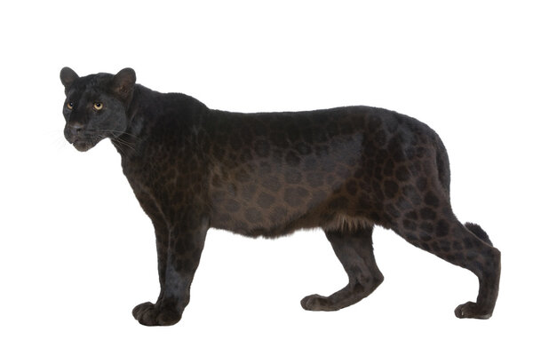 Black Leopard (6 лет)
)