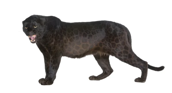 Leopardo negro (6 anos ) — Fotografia de Stock