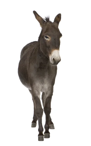 Donkey ( 4 years) — Stock Photo, Image