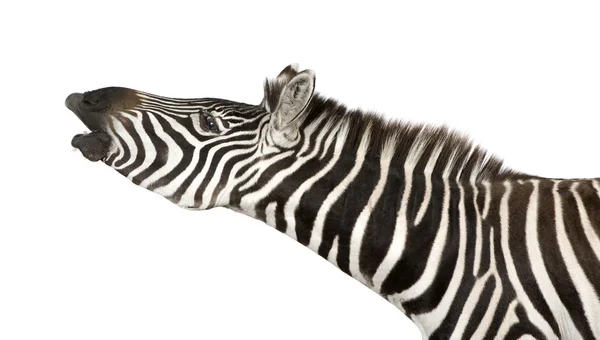 Zebra (4 yıl) — Stok fotoğraf