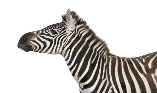 Zebra (4 Jahre)) — Stockfoto
