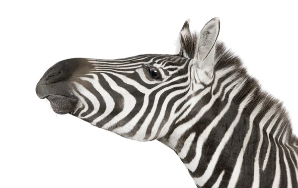Zebra (4 tahun) ) — Stok Foto