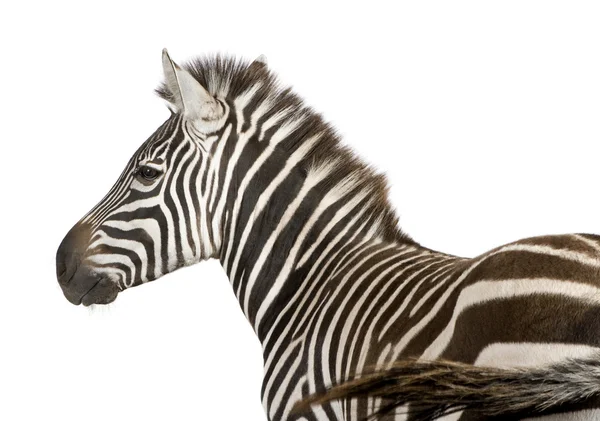 Zebra (4 anos ) — Fotografia de Stock