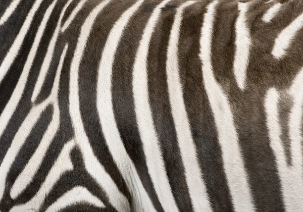 Zebra (4 jaar) — Stockfoto
