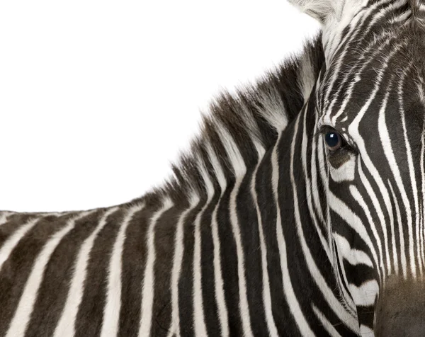 Zebra (4 roky) — Stock fotografie