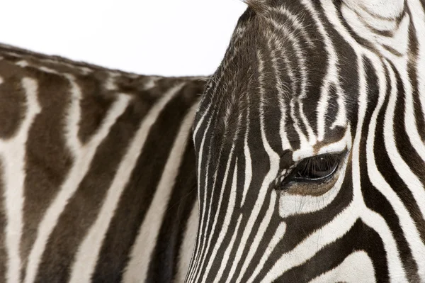 Zebra (4 roky) — Stock fotografie