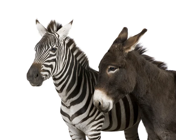 Zebra (4 lata) i osioł (4 lata) — Zdjęcie stockowe