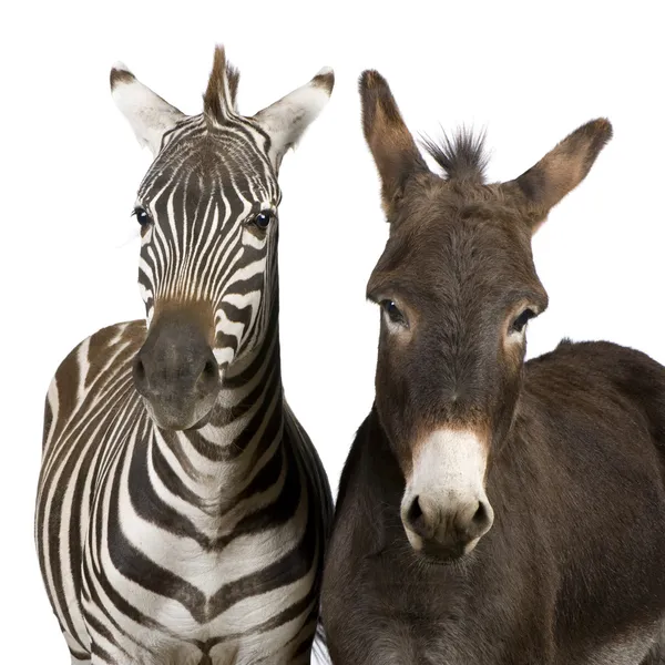 Zebra (4 anos) e burro (4 anos) ) — Fotografia de Stock
