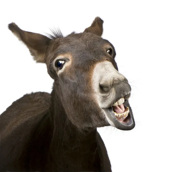 Donkey (4 years) — Stock Photo, Image