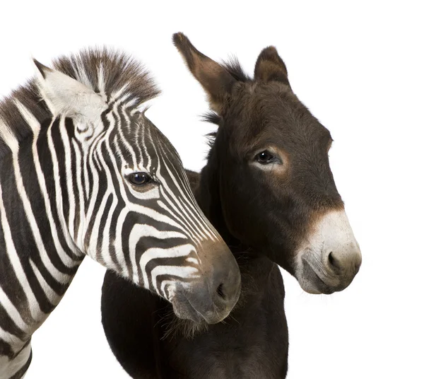 Zebra und Esel — Stockfoto