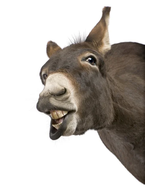 Donkey ( 4 years) — Stock Photo, Image