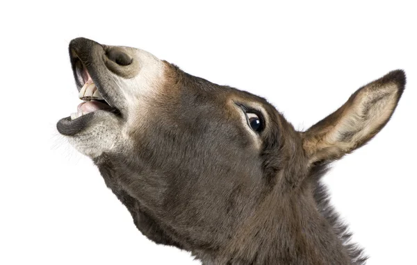 Donkey (4 years) — Stock Photo, Image