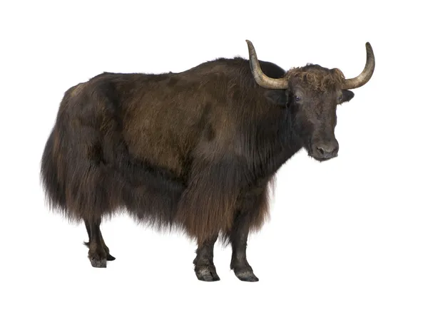 Yak in front of a white background — Stock Photo, Image