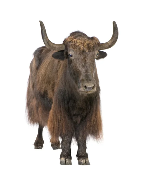 Yak in front of a white background — Stock Photo, Image