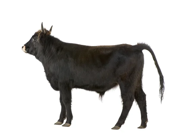 Cholery bydła - auroch — Zdjęcie stockowe