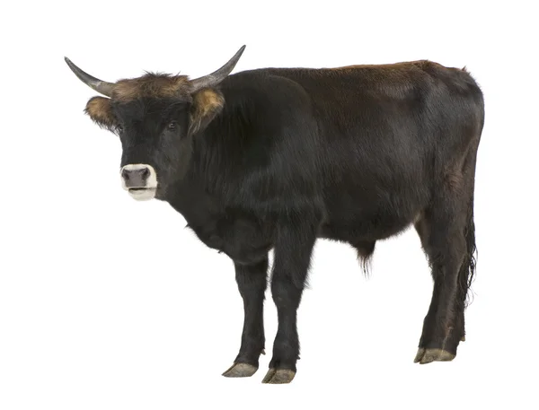 Heck sığır - auroch — Stok fotoğraf