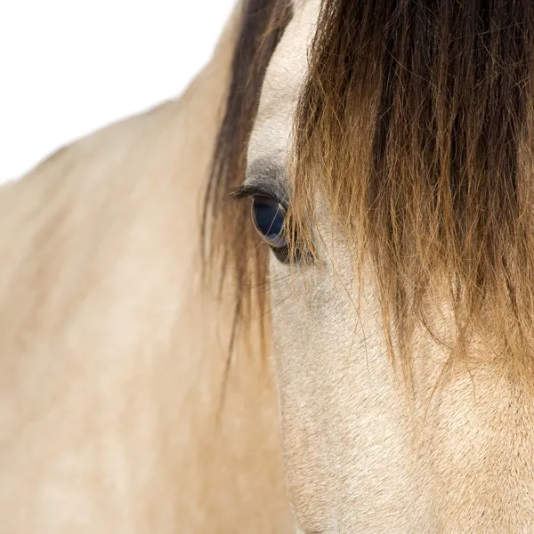 Primer plano en un caballo —  Fotos de Stock