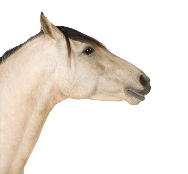 Perto de um cavalo — Fotografia de Stock