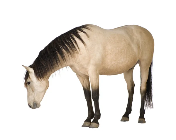 stock image Horse