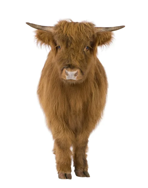 Fiatal highland tehén — Stock Fotó