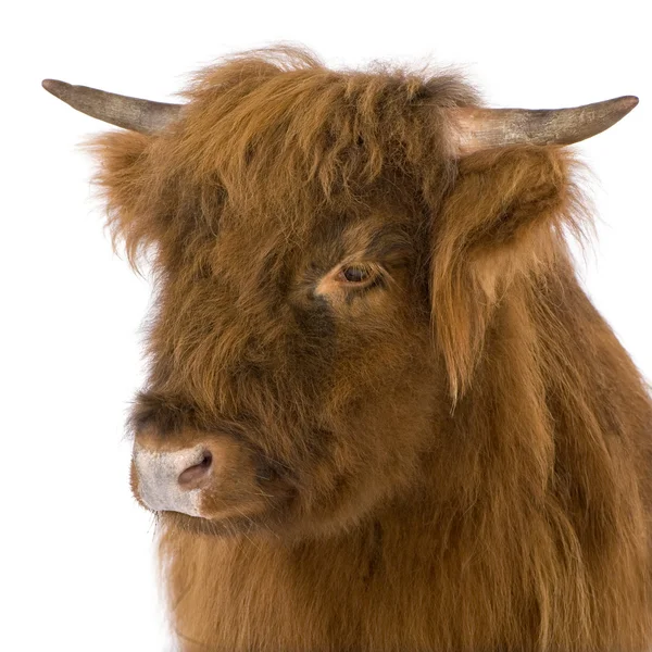 Young Highland Cow — Stock Photo, Image