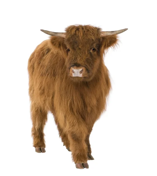 Jonge highland cow — Stockfoto