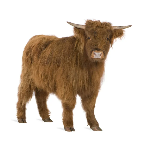 年轻的苏格兰高地牛 — 图库照片