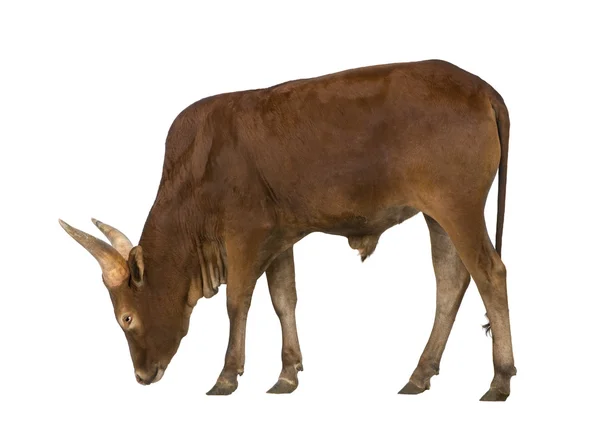 Ankole-Watusi in front of a white background — Stock Photo, Image