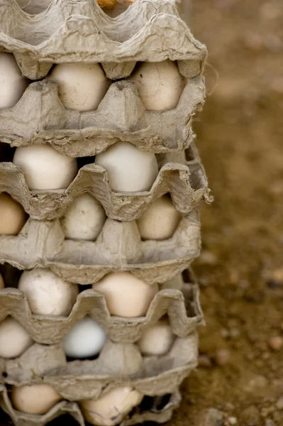 鸡蛋在旧包装 — 图库照片