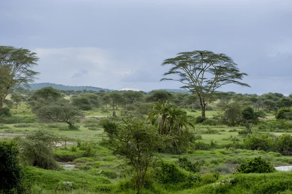 非洲风景 — 图库照片