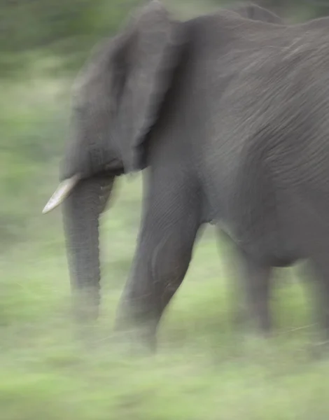 Слон в движении — стоковое фото