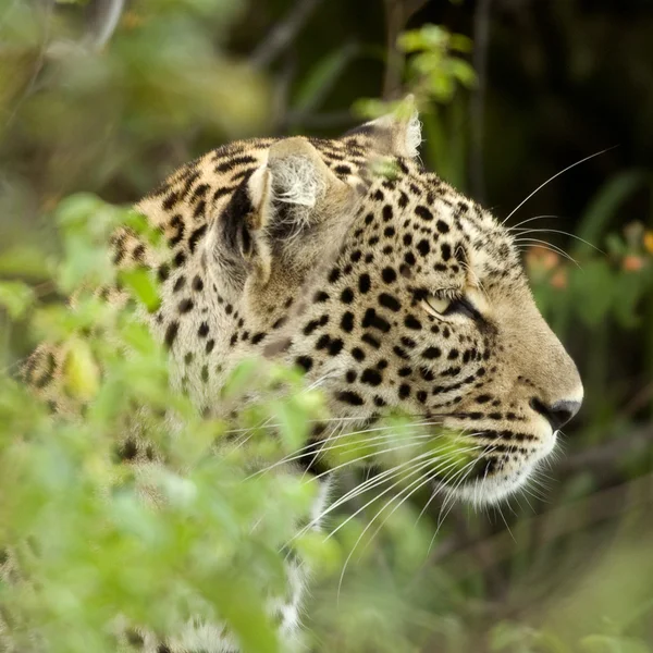 Serengeti Ulusal rezerv leopar — Stok fotoğraf