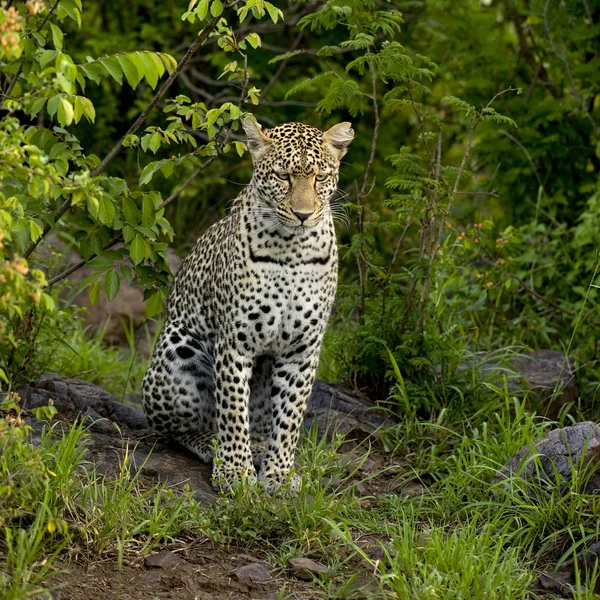 Leopardo nella riserva nazionale del Serengeti — Foto Stock