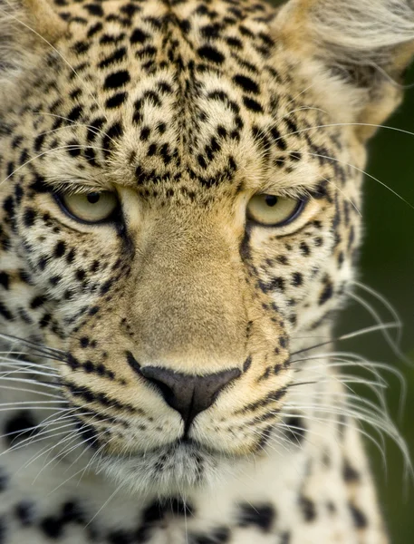 Леопард в заповеднике Серенгети — стоковое фото