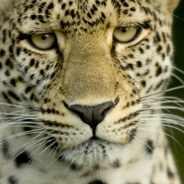 Leopardo na reserva nacional de serengeti — Fotografia de Stock