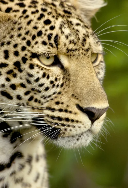 Λεοπάρδαλη στο εθνικό απόθεμα serengeti — Φωτογραφία Αρχείου