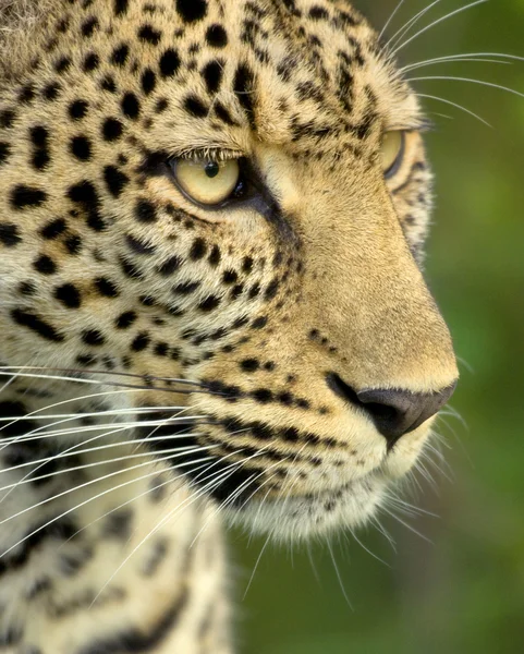 Leopard in the serengeti national reserve — Stock Photo, Image