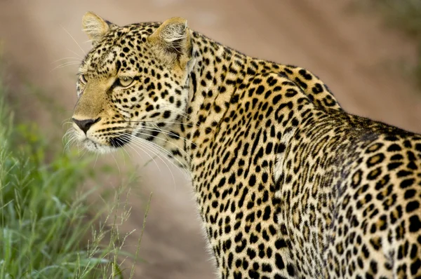 Léopard dans la réserve nationale du Serengeti — Photo