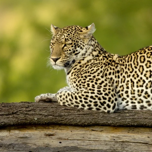 Leopárd serengeti nemzeti tartalékba — Stock Fotó