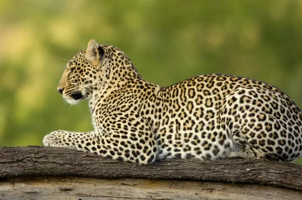 Leopard di serengeti cadangan nasional — Stok Foto