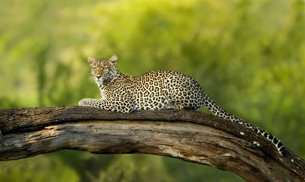 Leopard i serengeti nationella reserven — Stockfoto