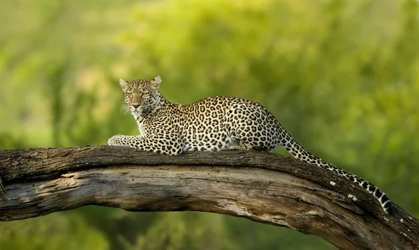 stock image Leopard in the serengeti national reserve