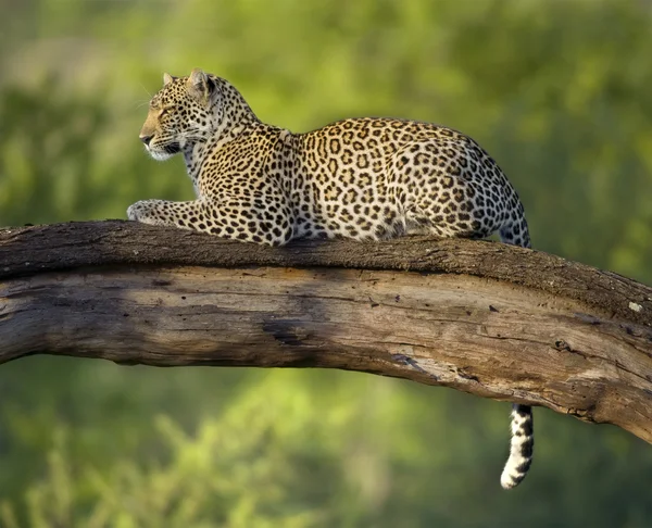 Леопард в національному заповіднику Серенгеті — стокове фото