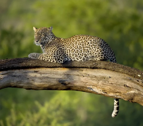 Leopard in de serengeti nationale reserve — Stockfoto