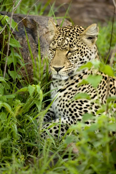 Leopardo na reserva nacional de serengeti — Fotografia de Stock