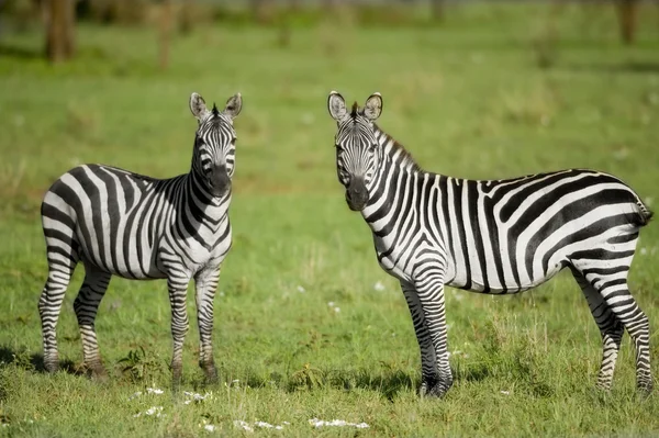 Dwie zebry w serengeti — Zdjęcie stockowe