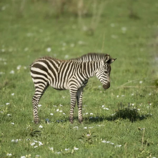 Jovem zebra no Serengeti — Fotografia de Stock