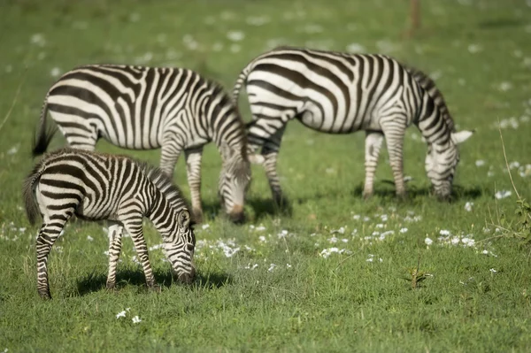 Zebras no Serengeti — Fotografia de Stock