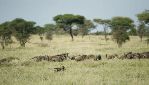 Hjordar av gnuer framför en hyena — Stockfoto