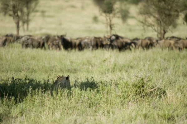 Un león se esconde para una manada de ñus —  Fotos de Stock